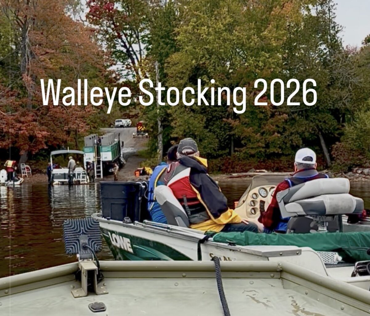 Walleye fingerlings being released into Bobs Lake
